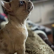 Haggis joined the competition — help win amazing prizes! animal, blurred_background, brown_fur, close_up, companion, cozy, cute, dog, domestic, fluffy_blanket, furniture, indoor, looking_up, pet, profile_view, puppy, sitting, small_dog, soft_light, young_dog