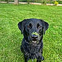 dog, black_dog, wet_fur, grass, outdoor, lawn, greenery, pet, animal, playful, face, nose, eyes, ears, collar, canine, park, summer, nature, happy
