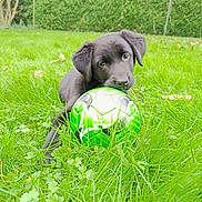 Willow a rejoint le concours — aidez-le/la à gagner de superbes lots ! puppy, dog, black_dog, soccer_ball, green_grass, outdoor, pet, animal, playful, cute, young_dog, nature, summer, backyard, grass, greenery, chewing, toy, adorable, curious