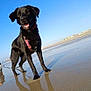 Willow participe au concours pour gagner de l'argent avec cette photo : dog, black_dog, beach, sand, wet_sand, reflection, sky, blue_sky, canine, pet, outdoor, nature, water, happy_dog, panting, collar, harness, sunny, daytime, animal