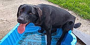 Willow a rejoint le concours — aidez-le/la à gagner de superbes lots ! dog, black_dog, kiddie_pool, blue_pool, tennis_ball, grass, backyard, concrete, pet, animal, summer, outdoor, happy, tongue_out, playful, canine, nature, water, sunlight, garden
