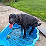dog, black_dog, kiddie_pool, blue_pool, tennis_ball, grass, backyard, concrete, pet, animal, summer, outdoor, happy, tongue_out, playful, canine, nature, water, sunlight, garden