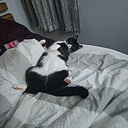 Tasmanian Devil is registered to the contest to win money with this photo: cat, black_and_white, bed, bedding, blanket, curtains, indoor, pet, relaxed, sprawled, fur, whiskers, paws, pink_paws, sleepy, domestic_cat, animal, cute, cozy, resting