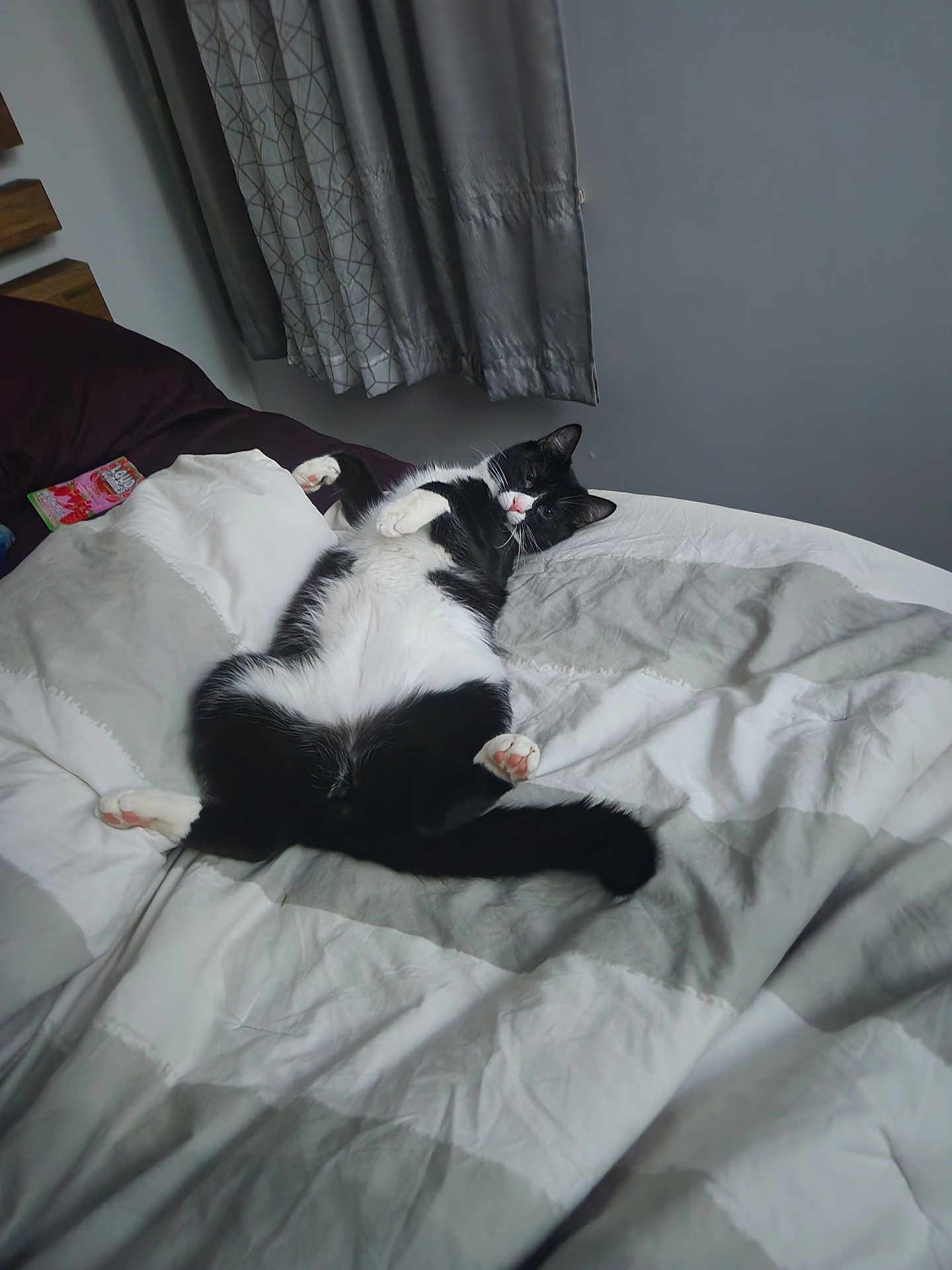 Tasmanian Devil is registered to the contest to win money with this photo: cat, black_and_white, bed, bedding, blanket, curtains, indoor, pet, relaxed, sprawled, fur, whiskers, paws, pink_paws, sleepy, domestic_cat, animal, cute, cozy, resting