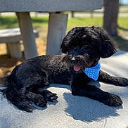Shiloh joined the competition — help win amazing prizes! dog, black_dog, bandana, blue_bandana, polka_dot, outdoor, park, concrete_table, sunny, tongue_out, fluffy_coat, pet, relaxed, animal, daylight, nature, grass, tree, shadow, canine