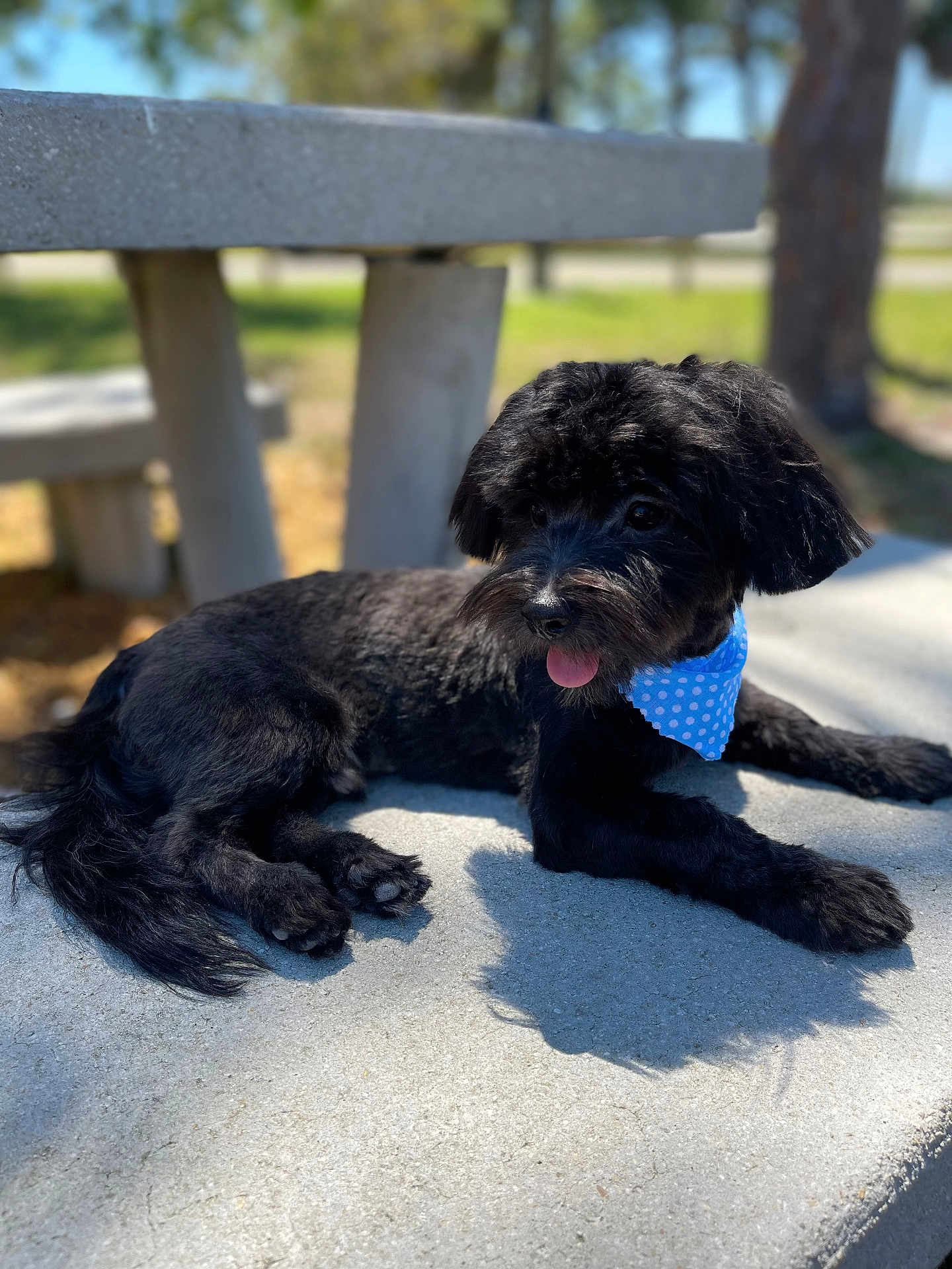 Shiloh joined the competition — help win amazing prizes! dog, black_dog, bandana, blue_bandana, polka_dot, outdoor, park, concrete_table, sunny, tongue_out, fluffy_coat, pet, relaxed, animal, daylight, nature, grass, tree, shadow, canine