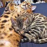 Volter a rejoint le concours — aidez-le/la à gagner de superbes lots ! cat, cats, feline, pet, animal, bed, snuggling, cozy, spotted, striped, fur, ears, whiskers, relaxing, domestic_animal, cute, sleeping, indoor, companion, resting