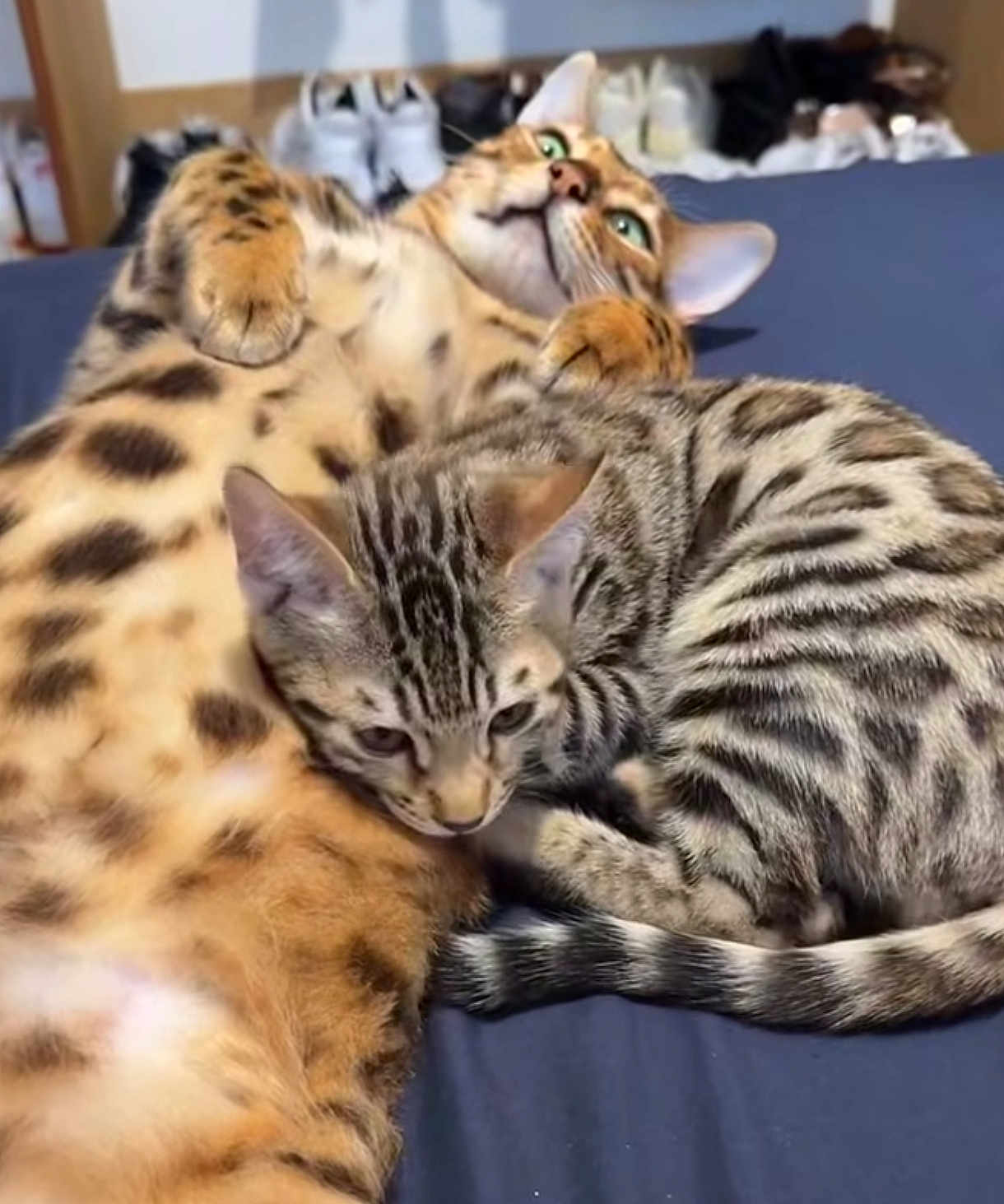 Volter a rejoint le concours — aidez-le/la à gagner de superbes lots ! cat, cats, feline, pet, animal, bed, snuggling, cozy, spotted, striped, fur, ears, whiskers, relaxing, domestic_animal, cute, sleeping, indoor, companion, resting