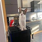 Rio Tokio a rejoint le concours — aidez-le/la à gagner de superbes lots ! appliance, cabinet, cat, coffee_machine, countertop, curious, curious_look, domestic, floor, furniture, home, indoor, kitchen, kitten, modern, pet, small_animal, tabby, white, window_light