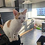 appliance, cabinet, cat, countertop, curious, daylight, domestic, feline, home, indoor, kitchen, kitten, modern, orange_and_white, pet, small, standing, sunlight, tile_floor, window