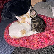 Rio Tokio participe au concours pour gagner de l'argent avec cette photo : animal, blanket, cat, closeup, cozy, cute, feline, fur, indoor, kitten, knitted, orange_cat, pet, resting, sleeping, snuggling, soft, tabby, white_cat, young