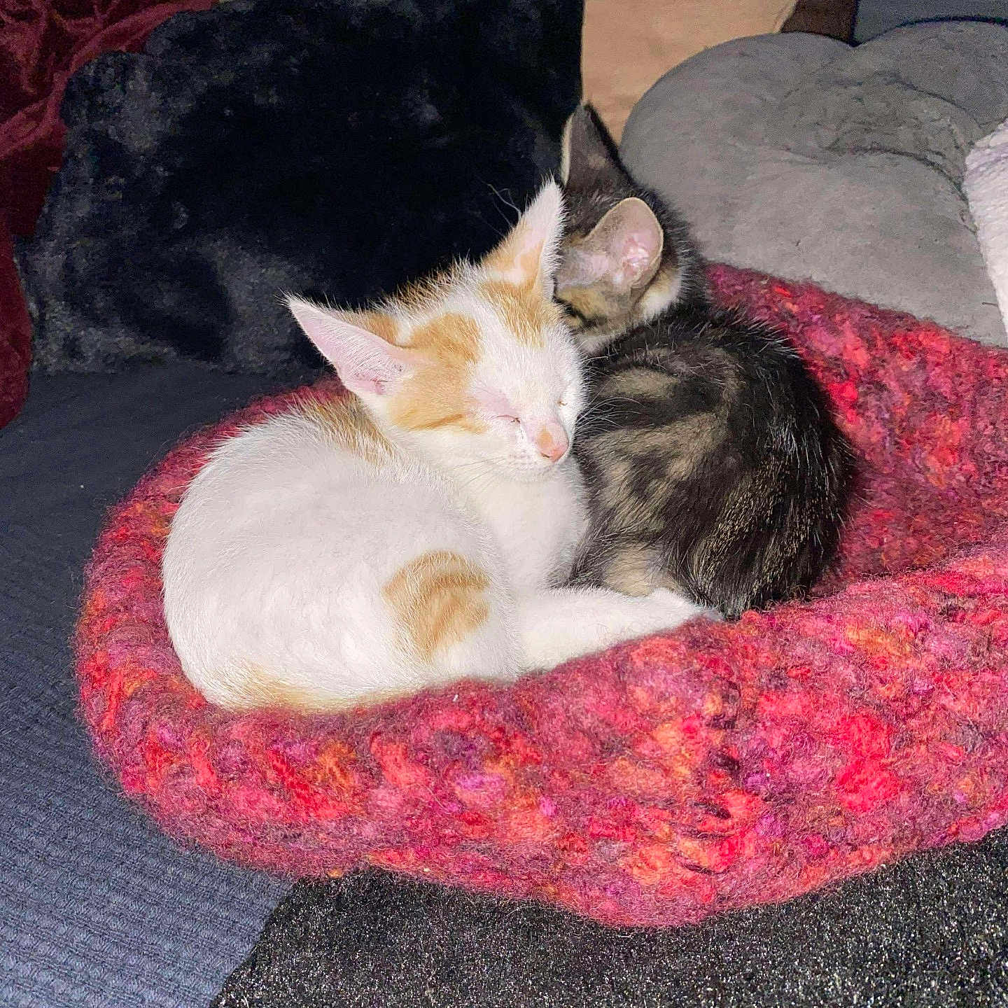 Rio Tokio participe au concours pour gagner de l'argent avec cette photo : animal, blanket, cat, closeup, cozy, cute, feline, fur, indoor, kitten, knitted, orange_cat, pet, resting, sleeping, snuggling, soft, tabby, white_cat, young
