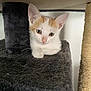 Tokyo participe au concours pour gagner de l'argent avec cette photo : animal, cat, cat_tree, close_up, cozy, curious, cute, domestic, ears, feline, fur, indoor, kitten, orange_and_white_fur, paw, pet, resting, small, whiskers, young_animal