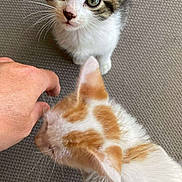 Tokyo participe au concours pour gagner de l'argent avec cette photo : animal, carpet, cat, closeup, companionship, curious, cute, domestic, feline, fur, ginger_cat, hand, indoor, kitten, pet, playful, touch, whiskers, white_cat, young