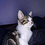 animal, cat, companion, curious, cute, domestic, ears, feline, fur, indoor, kitten, looking, pet, side_view, sitting, small, tabby, whiskers, white_fur, young