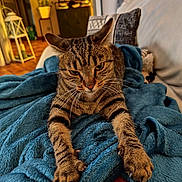 Rio Tokio Panache participe au concours pour gagner de l'argent avec cette photo : blue_blanket, cat, couch, cozy, cushion, domestic_cat, feline, fur, home_decor, indoor, living_room, paws, pets, plant, relaxing, stretching, tabby_cat, two_cats, warm_lighting, whiskers