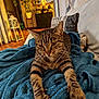 Rio Tokio Panache participe au concours pour gagner de l'argent avec cette photo : animal, blue_blanket, cat, comfort, couch, cozy, domestic_cat, fur, furniture, home, indoor, interior, living_room, paws, pet, relaxed, stretching, tabby_cat, warm_lighting, whiskers