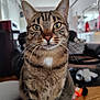 Rio Tokio Panache participe au concours pour gagner de l'argent avec cette photo : animal, brown, cat, close_up, cozy, cute, domestic, eyes, feline, focus, fur, household, indoor, mammal, pet, portrait, sitting, striped, tabby, whiskers