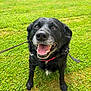 dog, black_dog, pet, grass, outdoor, happy, tongue_out, collar, canine, animal, leash, smiling, nature, friendly, playful, muzzle, ears, sitting, daylight, greenery