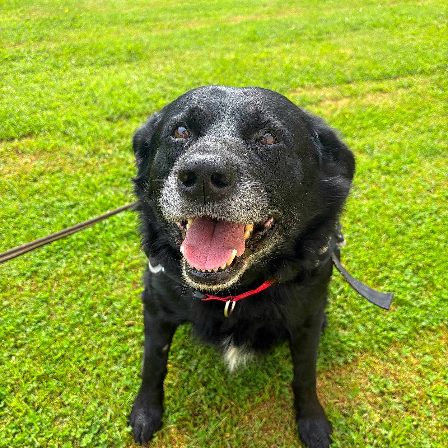 Réglisse a rejoint le concours — aidez-le/la à gagner de superbes lots ! animal, black_dog, canine, collar, daylight, dog, ears, friendly, grass, greenery, happy, leash, muzzle, nature, outdoor, pet, playful, sitting, smiling, tongue_out