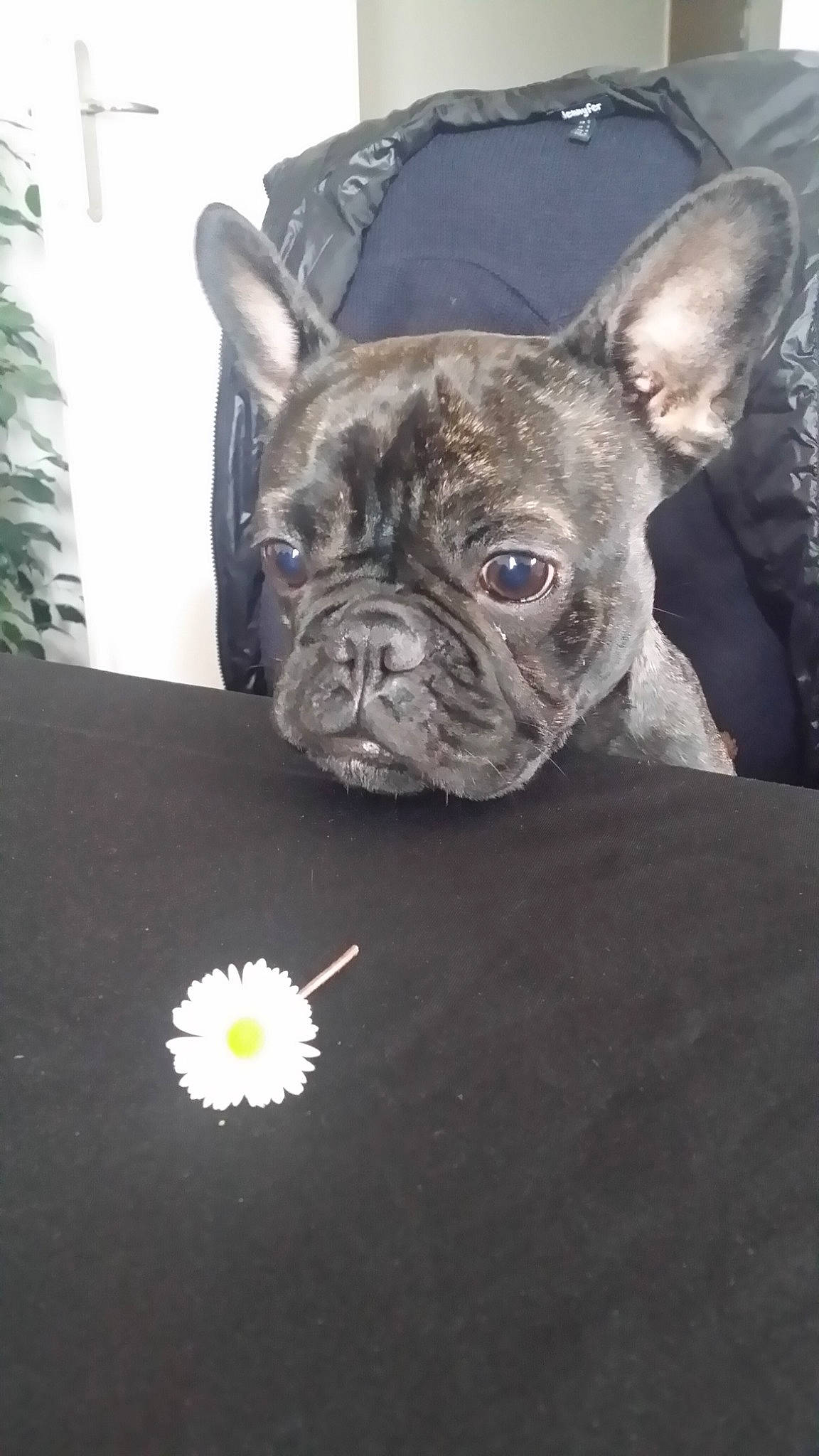 Eden participe au concours pour gagner de l'argent avec cette photo : boston_terrier, bulldog, canidae, carnivore, companion_dog, dog, dog_breed, dog_collar, fawn, french_bulldog, mammal, molosser, non_sporting_group, pug, puppy, rare_breed_dog, snout, toy_bulldog, vertebrate, whiskers