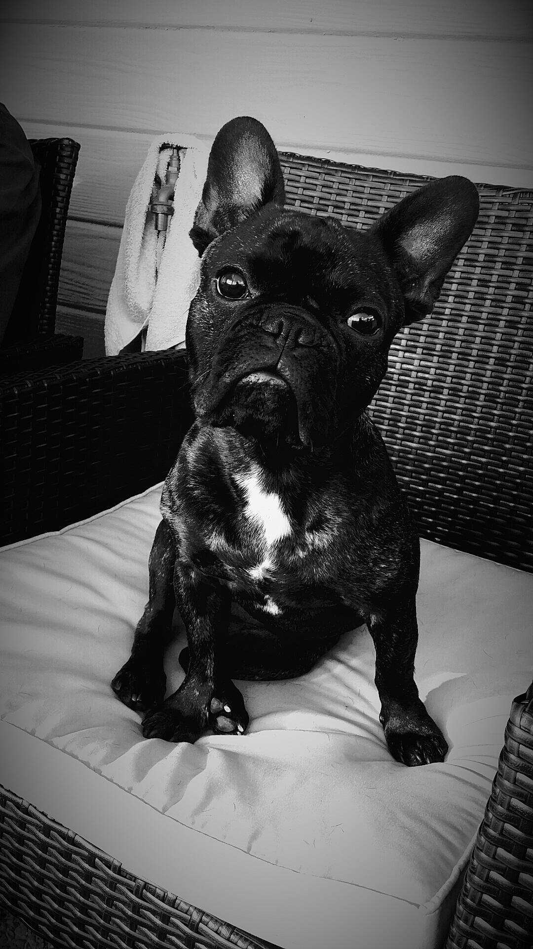 Eden participe au concours pour gagner de l'argent avec cette photo : black, black_and_white, bulldog, canidae, carnivore, companion_dog, dog, dog_breed, ear, fawn, french_bulldog, mammal, non_sporting_group, puppy, rare_breed_dog, snout, sporting_group, toy_bulldog, vertebrate