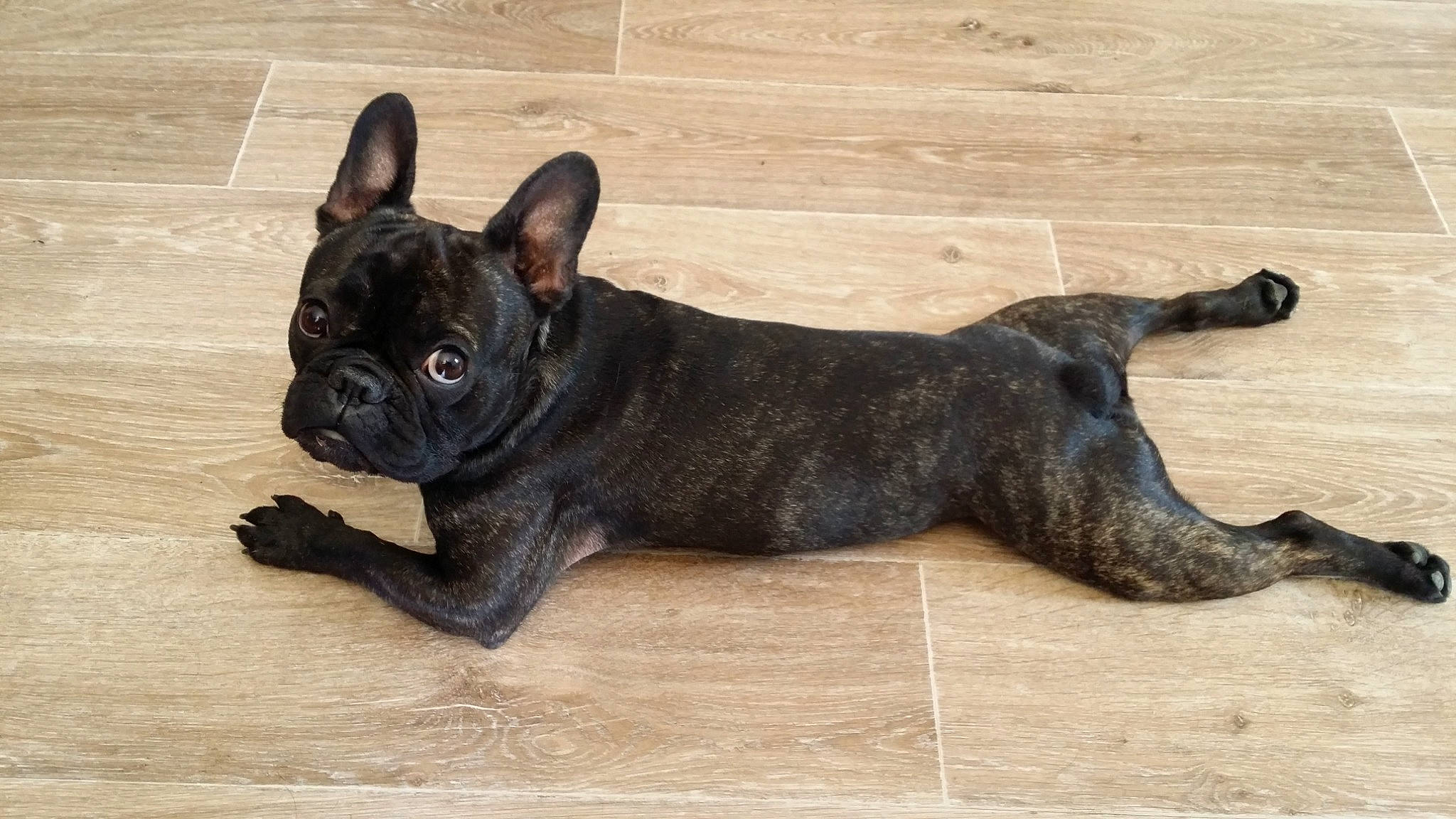 Eden a rejoint le concours — aidez-le/la à gagner de superbes lots ! bulldog, canidae, carnivore, companion_dog, dog, dog_breed, fawn, french_bulldog, mammal, molosser, non_sporting_group, olde_english_bulldogge, puppy, rare_breed_dog, snout, toy_bulldog, vertebrate