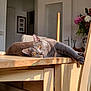 cat, gray_cat, table, wooden_table, chair, indoor, sunlight, flowers, vase, relaxed, pets, feline, amber_eyes, home_interior, door, picture_frame, cozy, resting, domestic_animal, natural_light