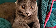Maraï a rejoint le concours — aidez-le/la à gagner de superbes lots ! cat, gray_cat, amber_eyes, table, wooden_table, blanket, knitted_blanket, cozy, indoor, pet, feline, paws, resting, close_up, animal, cute, domestic_cat, relaxed, fur, ears