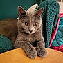 cat, gray_cat, amber_eyes, table, wooden_table, blanket, knitted_blanket, cozy, indoor, pet, feline, paws, resting, close_up, animal, cute, domestic_cat, relaxed, fur, ears