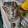 Maraï participe au concours pour gagner de l'argent avec cette photo : cat, gray_cat, amber_eyes, close_up, pet, feline, indoor, blanket, patterned_blanket, yellow_pillow, cozy, fur, whiskers, cute, curious, animal, domestic_cat, resting, laying, home