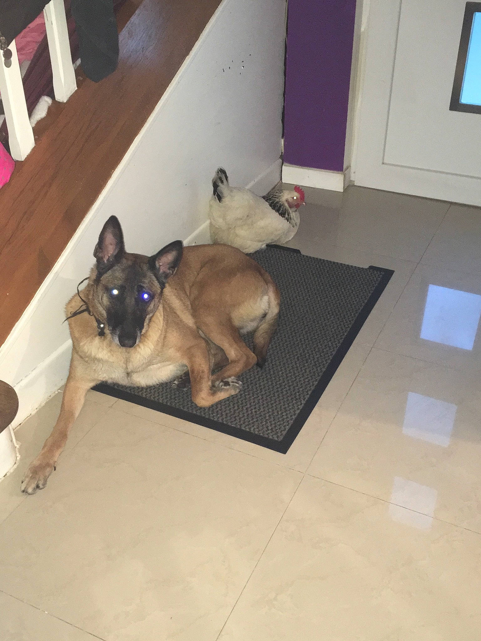 Cocotte a rejoint le concours — aidez-le/la à gagner de superbes lots ! canidae, carnivore, cat, companion_dog, dog, dog_breed, fawn, floor, flooring, puppy, snout, tile