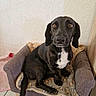 dog, black_dog, pet, animal, sitting, armchair, blanket, indoor, portrait, front_facing, long_ears, brown_eyes, white_chest, black_fur, home, furniture, floor, wall, cozy, funny