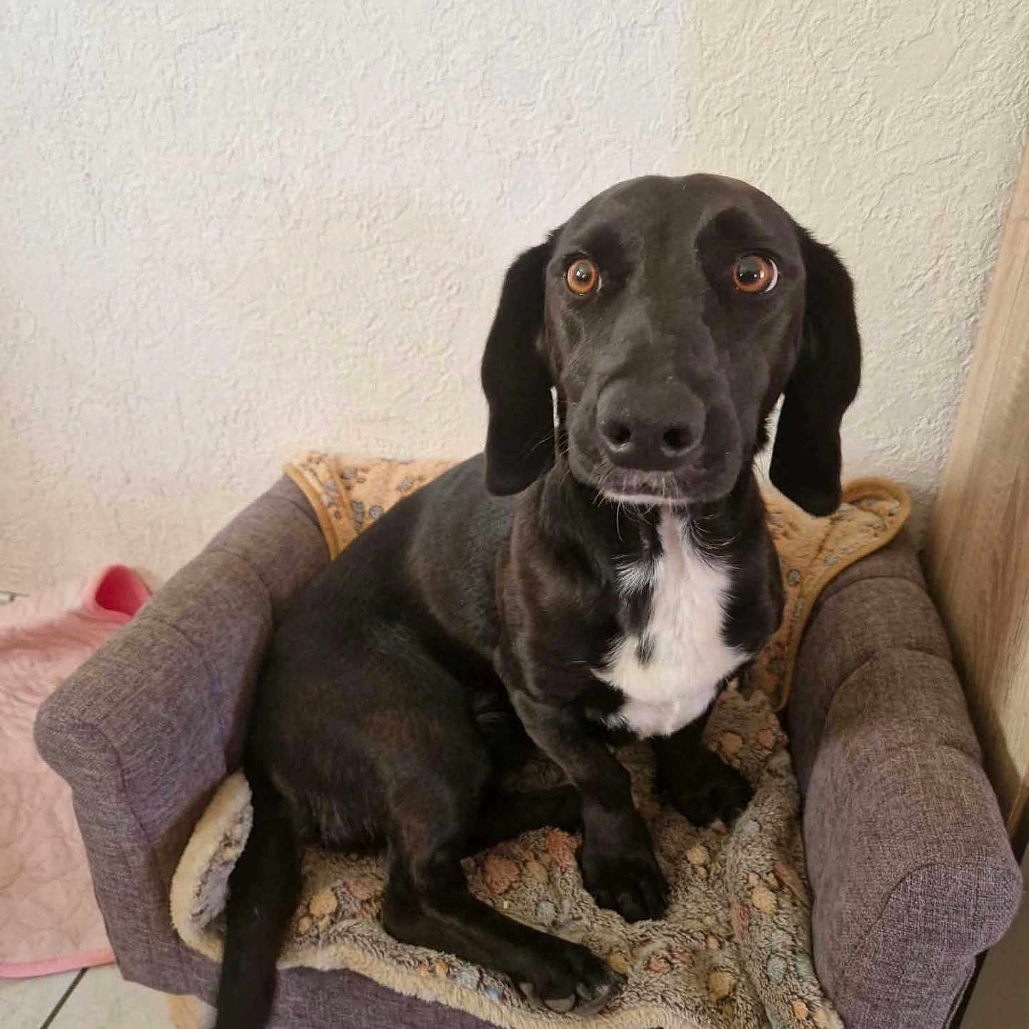 Vicky participe au concours pour gagner de l'argent avec cette photo : dog, black_dog, pet, animal, sitting, armchair, blanket, indoor, portrait, front_facing, long_ears, brown_eyes, white_chest, black_fur, home, furniture, floor, wall, cozy, funny