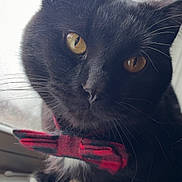 Blackie joined the competition — help win amazing prizes! animal, black_cat, bow_tie, cat, close_up, curious, cute, domestic_cat, feline, fluffy, golden_eyes, indoor, looking_at_camera, pet, portrait, red_bow_tie, soft_light, whiskers, window, windowsill