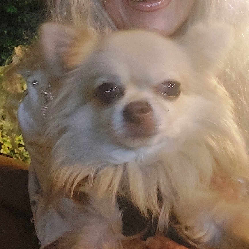 Lili Marley participe au concours pour gagner de l'argent avec cette photo : animal, blonde_hair, closeup, companion, curly_hair, cute, dog, face, fluffy_dog, friendship, hand, happy, holding, leash, night, outdoor, person, pet, smiling, warm_lighting