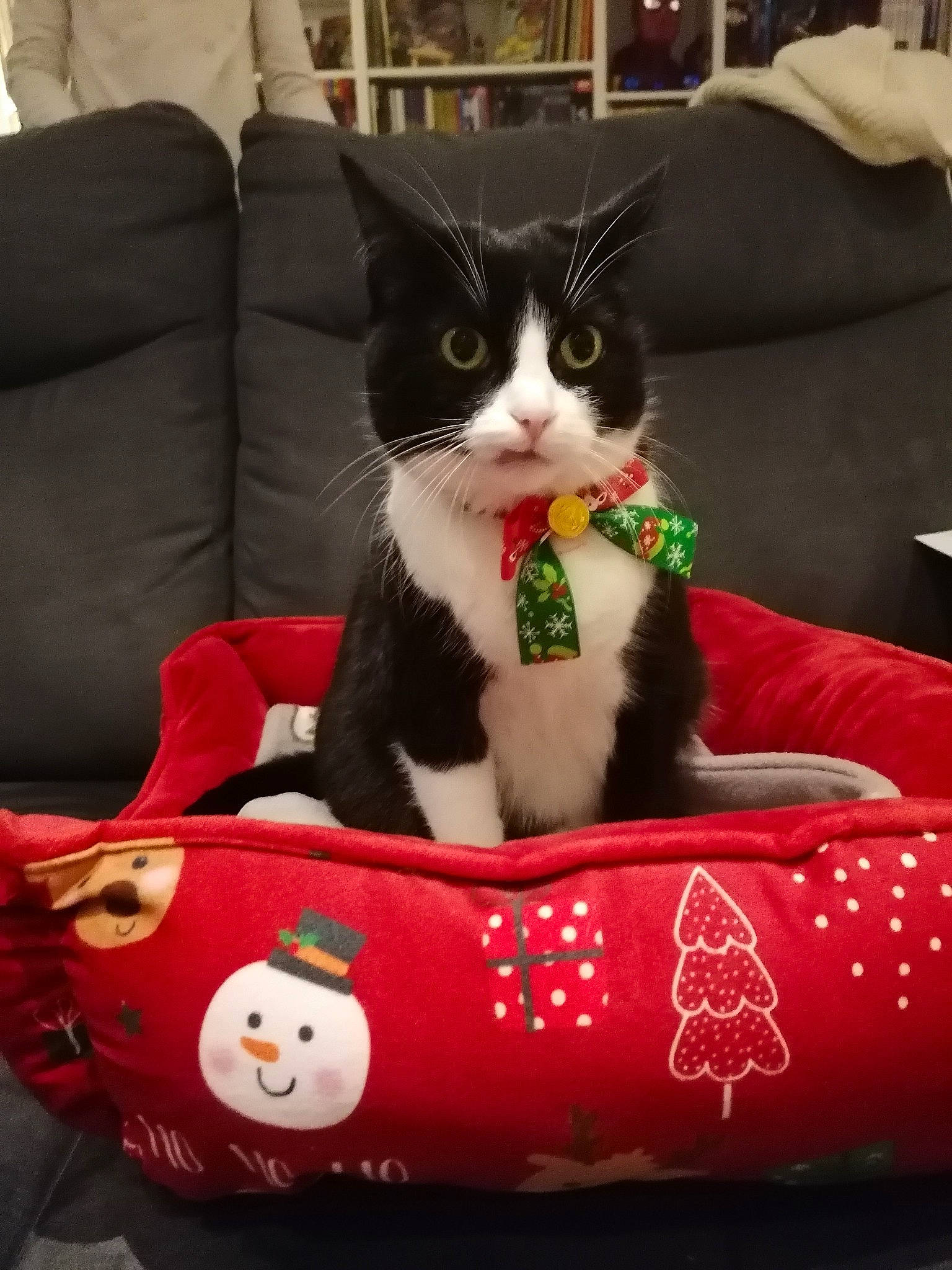 Satine participe au concours pour gagner de l'argent avec cette photo : bag, box, carmine, carnivore, cat, cat_supply, comfort, couch, domestic_short_haired_cat, felidae, fur, holiday, pattern, pet_supply, recreation, sitting, small_to_medium_sized_cats, snout, whiskers, white