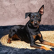 Ulyss participe au concours pour gagner de l'argent avec cette photo : alert, animal, black_and_tan, canine, companion, curious, cute, dog, domestic, ears_up, fur, indoor, looking_at_camera, lying_down, mat, pet, portrait, resting, rug, studio