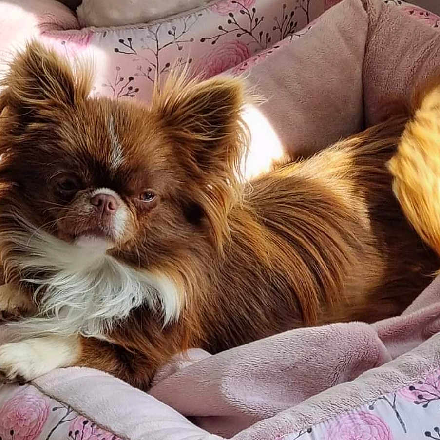Chihuahua