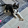 puppy, dog, husky, blue_eyes, black_and_white, toy, plush_toy, bone, rug, patterned_rug, floor, tile_floor, indoor, pet, cute, young_dog, lying_down, playful, animal, domestic_animal