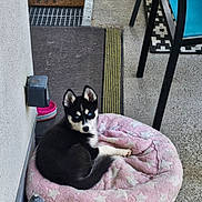 Roxy participe au concours pour gagner de l'argent avec cette photo : puppy, husky, dog_bed, blue_eyes, pink, star_pattern, outdoor, porch, concrete_floor, chair, furniture, black_and_white, pet, animal, cute, resting, young_dog, decor, statue, colorful