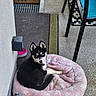 puppy, husky, dog_bed, blue_eyes, pink, star_pattern, outdoor, porch, concrete_floor, chair, furniture, black_and_white, pet, animal, cute, resting, young_dog, decor, statue, colorful