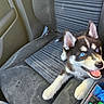 Roxy a rejoint le concours — aidez-le/la à gagner de superbes lots ! puppy, dog, husky, blue_eyes, car_seat, smiling, pet, animal, indoor, seatbelt, fur, ears, tongue, happy, young, canine, cute, looking_up, car_interior, playful
