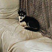 Roxy a rejoint le concours — aidez-le/la à gagner de superbes lots ! animal, black_and_white, blanket, blue_eyes, companion, couch, cozy, cute, dog, domestic, fur, furniture, husky, indoors, pet, puppy, relaxing, resting, small_dog, young_dog