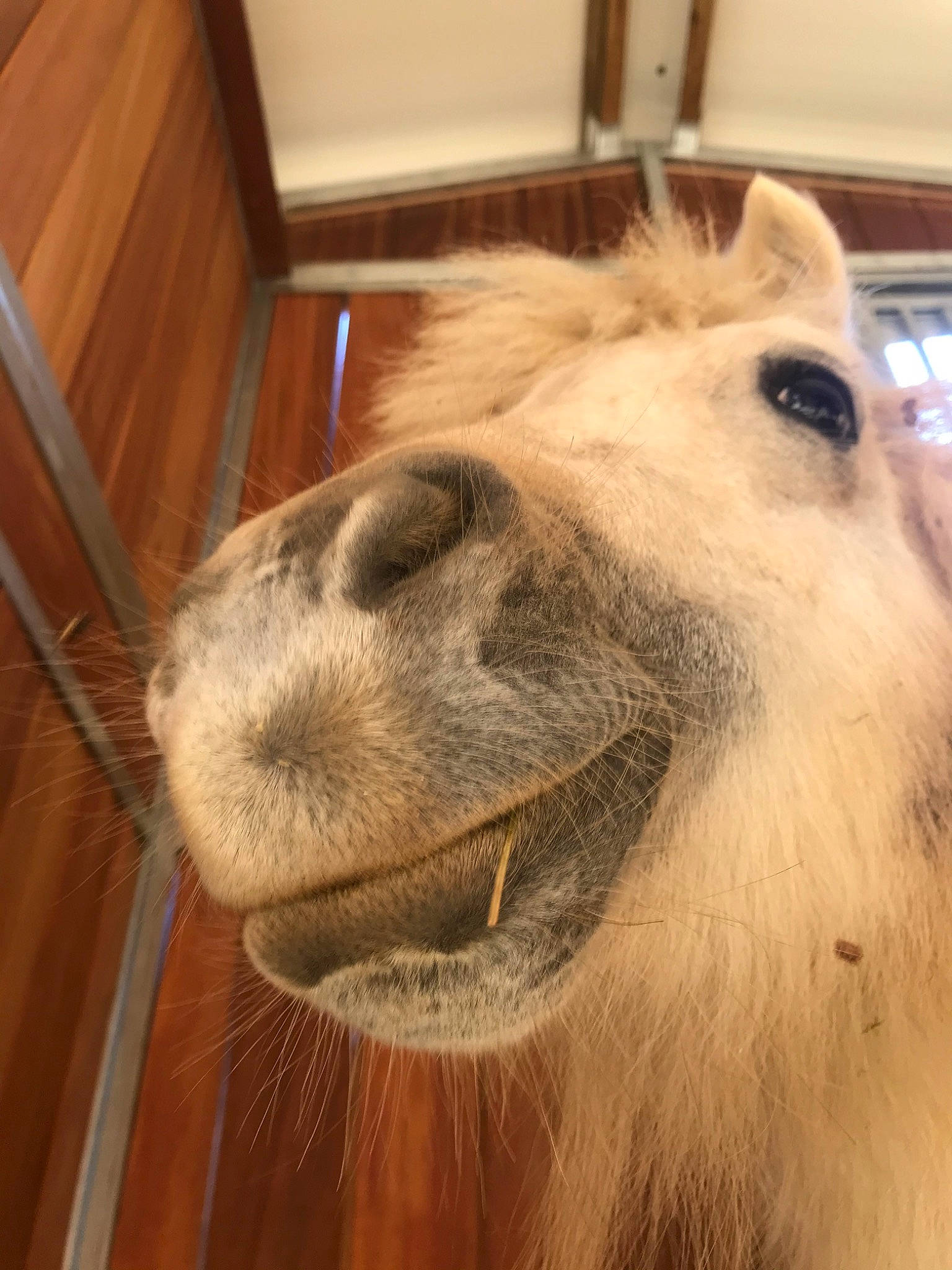 Illusion participe au concours pour gagner de l'argent avec cette photo : alpaca, arabian_camel, bactrian_camel, camel, camelid, close_up, livestock, llama, mammal, mane, nose, photography, shetland_pony, snout, vertebrate, wildlife, zoo