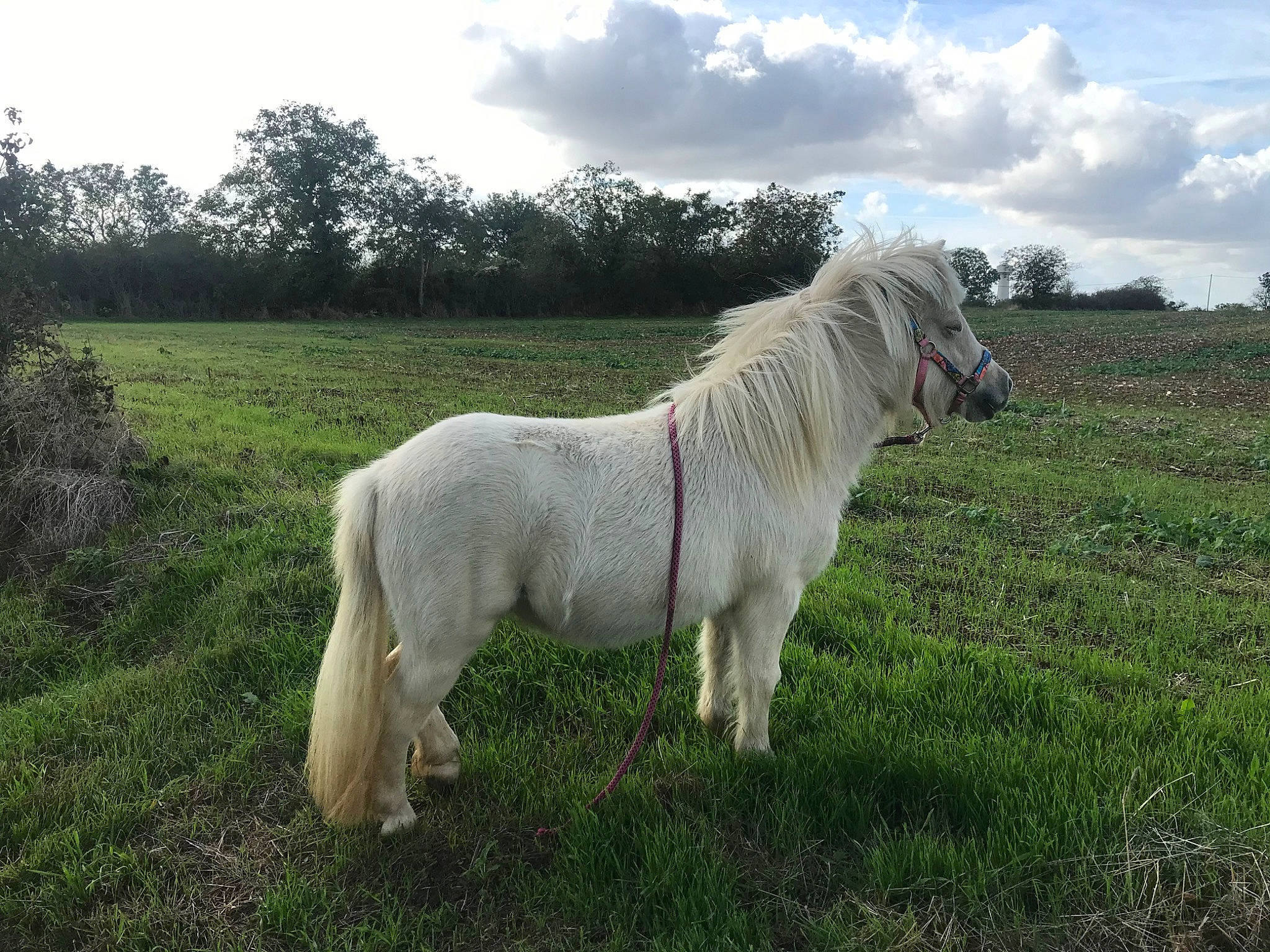 Illusion participe au concours pour gagner de l'argent avec cette photo : farm, grass, grassland, grazing, hair, horse, livestock, mammal, mane, mare, meadow, pasture, pony, rural_area, shetland_pony, stallion, vertebrate
