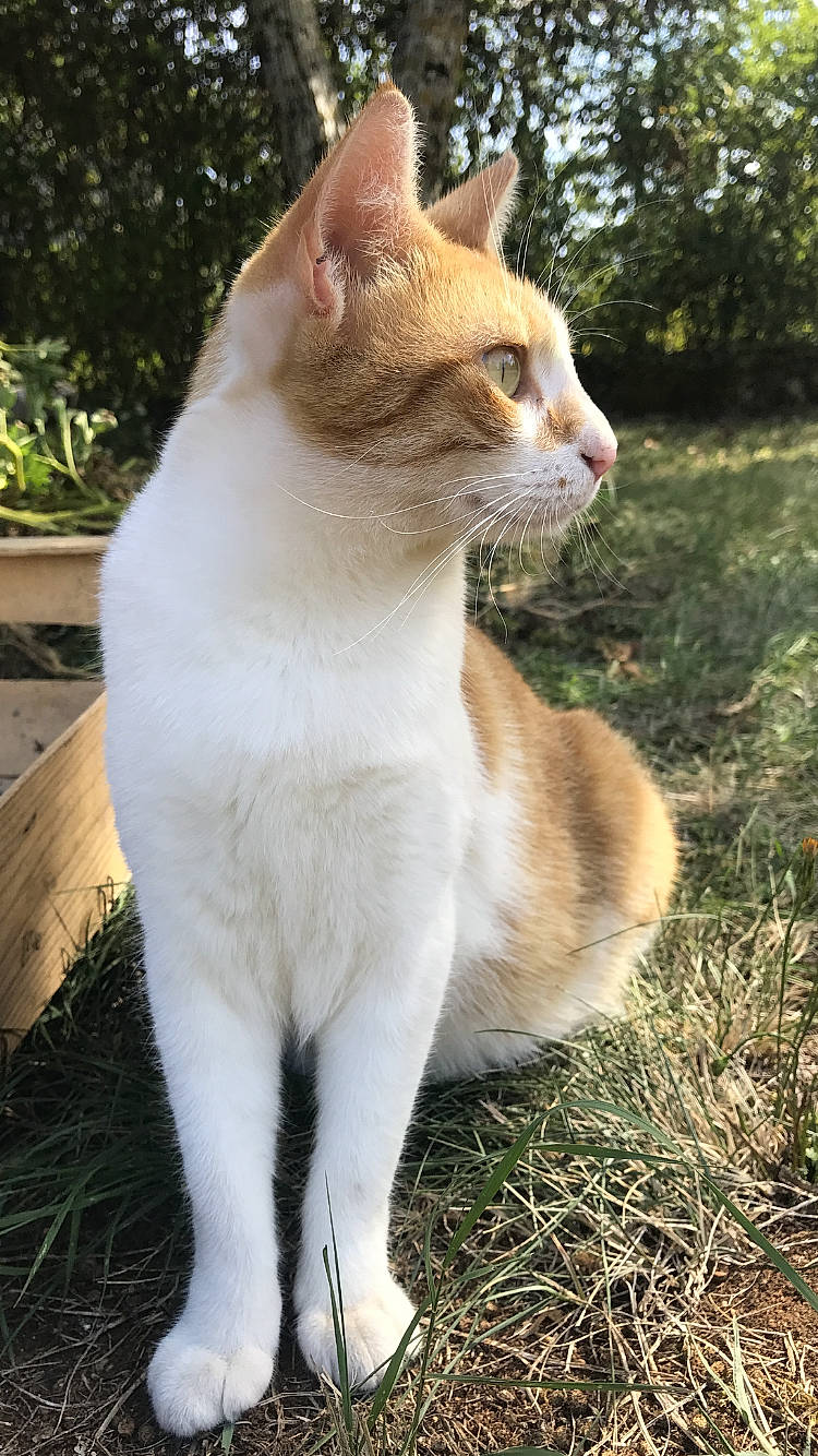 Princesse a rejoint le concours — aidez-le/la à gagner de superbes lots ! aegean_cat, american_wirehair, carnivore, cat, domestic_short_haired_cat, fawn, felidae, fur, german_rex, grass, mammal, polydactyl_cat, small_to_medium_sized_cats, tail, vertebrate, whiskers