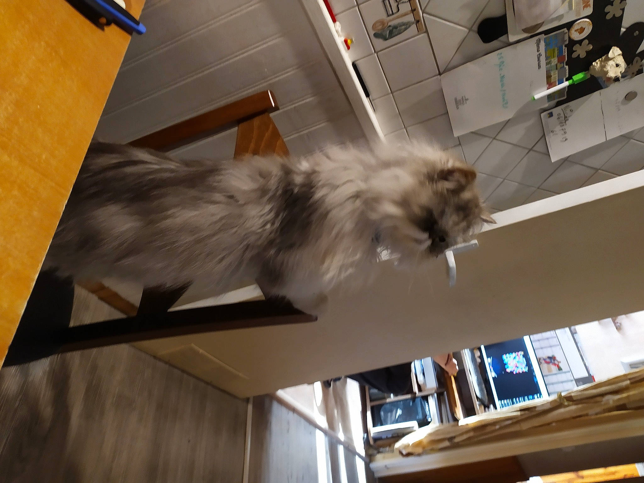 Oslow participe au concours pour gagner de l'argent avec cette photo : canidae, carnivore, cat, ceiling, companion_dog, felidae, flooring, fur, hardwood, room, small_to_medium_sized_cats, sporting_group, tail, whiskers, window, wing, wood