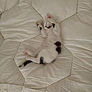 Ley participe au concours pour gagner de l'argent avec cette photo : animal, bed, bedroom, blanket, canine, cat, couch, cushion, dog, furniture, homedecor, indoors, kitten, linen, person, pet, puppy, quilt, room, sleeping