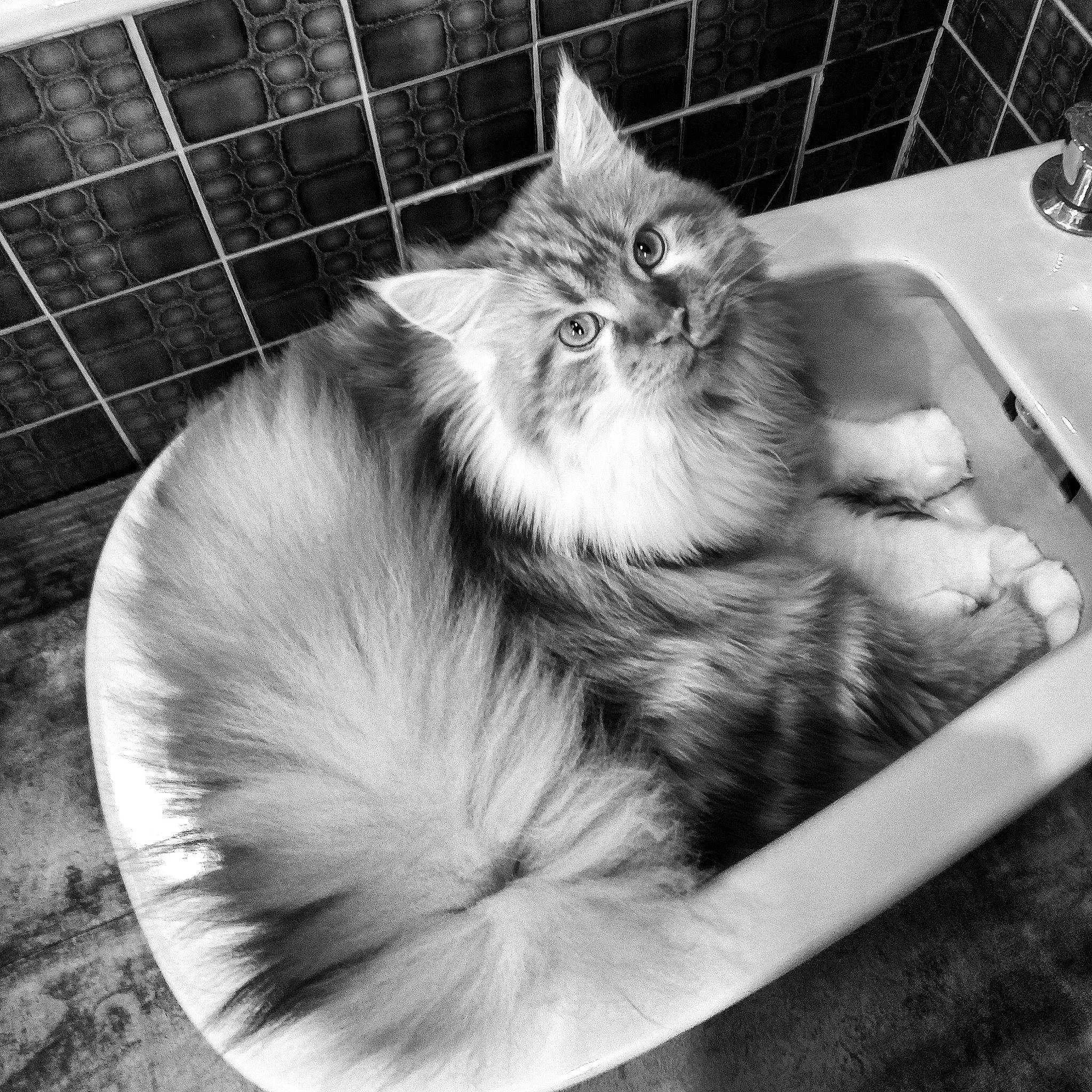 Thorin a rejoint le concours — aidez-le/la à gagner de superbes lots ! black, black_and_white, carnivore, cat, felidae, grey, mammal, monochrome, pet_supply, photograph, plumbing_fixture, sink, small_to_medium_sized_cats, snapshot, snout, style, tap, vertebrate, whiskers, white